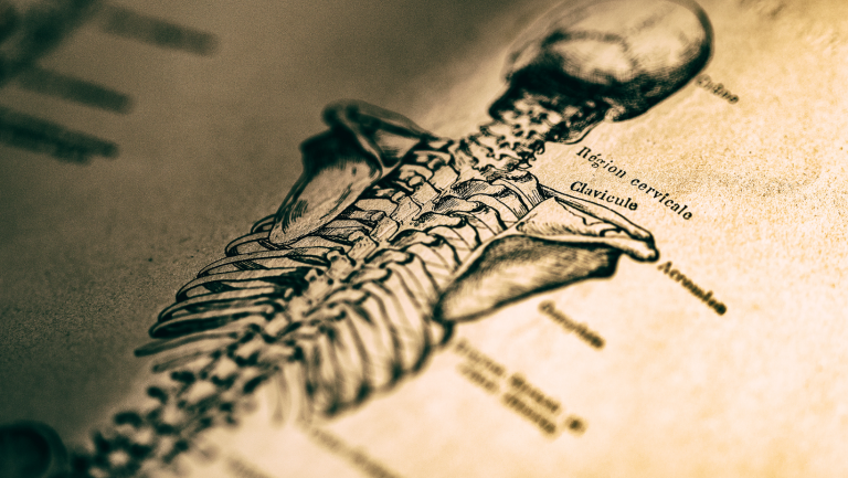 Het menselijke skelet - enkele leuke weetjes! - Chiropractie Uden-Veghel